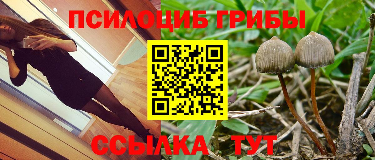 Михайловск  Галлюциногенные грибы Psilocybine cubensis  Вход с VPN 